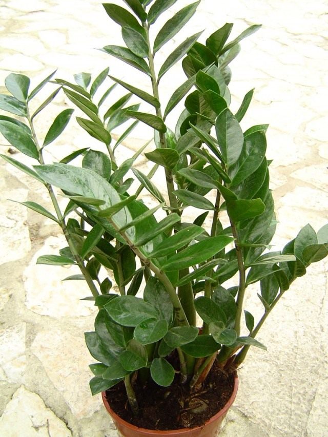 Замиокулькас (Zamioculcas) Замиокулькас (Zamioculcas)