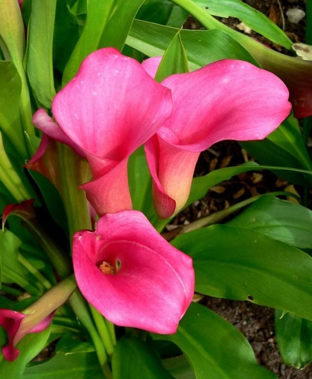 Зантедеския (Zantedeschia) Зантедеския (Zantedeschia)