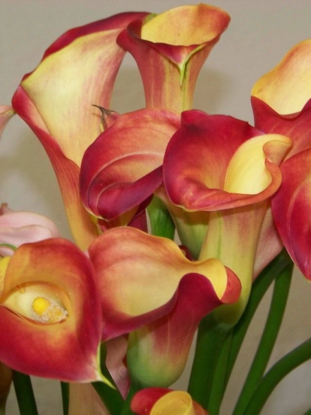Зантедеския (Zantedeschia) Зантедеския (Zantedeschia)