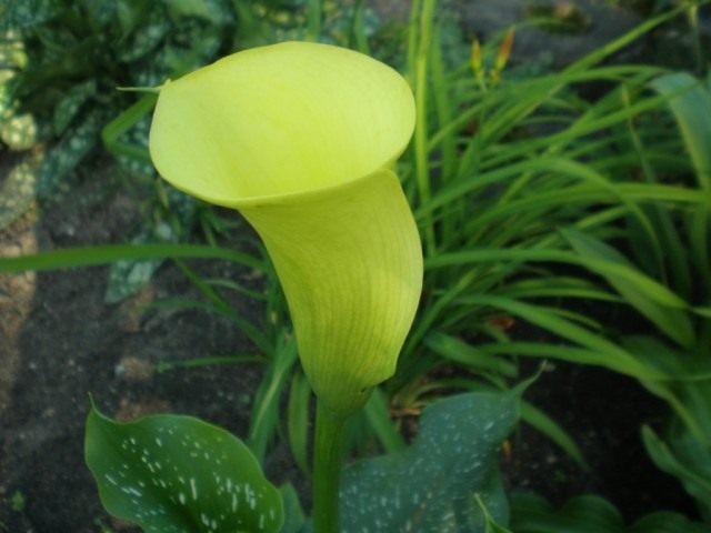 Зантедеския (Zantedeschia) Зантедеския (Zantedeschia)