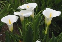 Зантедеския (Zantedeschia)