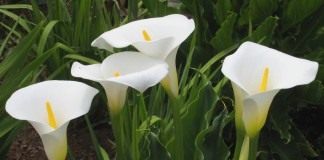 Зантедеския (Zantedeschia)