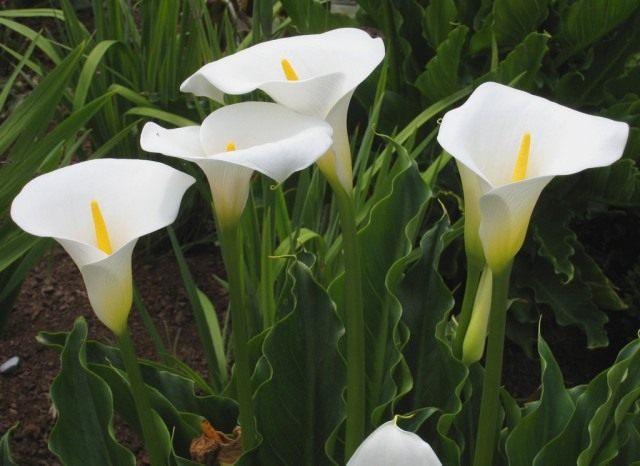 Зантедеския (Zantedeschia) Зантедеския (Zantedeschia)