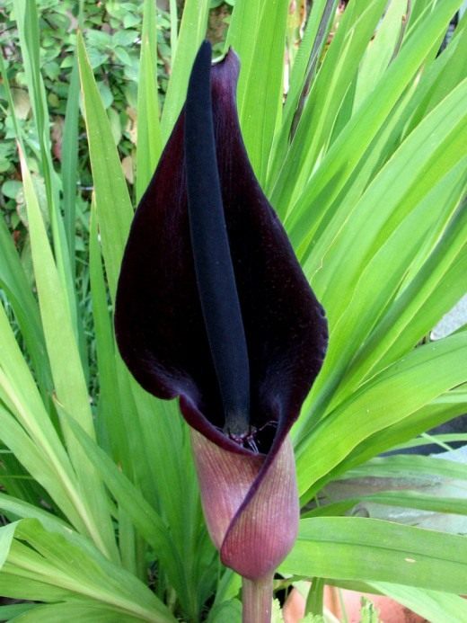 Зантедеския (Zantedeschia) This plant is known by various names - Black Calla (not to be confused with new 'black' hybrids of Zantedeschia), Solomon's Lily, Priest's Hood, Palestine Arum. I've been growing this plant for about 40 years - it was one of the first 'oddities' I acquired when my interest in botany first developed. At that time, it was very rare in California and not known at all in the nursery trade. I appreciated that it was marvelously adapted to my local climate (mediterranean), which I ultimately learned made perfect sense as its coastal Israeli, Syrian, Lebanon homeland is classified similarly. I love when the flowers first open - this I caught on the very first morning. The interior of the spathe (the leaf-like bract surrounding the floral spike or spadix) is very dark and velvety, almost impossibly so. Already flies and other bugs were swarming at it, attracted by the rich smell of something dead (this lasts only the first day), becoming trapped in the interior just below the hairs which you can just see where the spathe wraps together at the base of the flower. The flower changes very quickly, the spathe fading to a dingy, washed out puce (deep royal red), falling back leaving the spadix standing alone. The lush, deep green leaves are mere history at this point, already shriveling up, abandoning the flower to carry on alone. Eventually, the club-like fruiting spike will remain, carrying it seeds for germination with the fall rains. This plant caused me some trouble in the distant past. As a teen, I managed to get a job at a local plant nursery. it was exciting to have the opportunity to learn so much from that environment, but I already had amassed various quirky facts about odd and unusual plants, one of them being this rare arum. A customer walked in and asked me about a story she'd heard of a 'Black Calla'. I informed her that while this plant was not available commercially, there was a woman in town who'd be happy to share a few bulbs with her (my source of the plant). So impressed with my service, she went straight to my boss, a degree-holding nurseryman of many years. He'd never heard of this species and thought I was making up stories to impress customers. When he confronted me and I pointed out his error using one of his own horticultural reference books, well, you can probably guess how long I lasted under his employ . . .