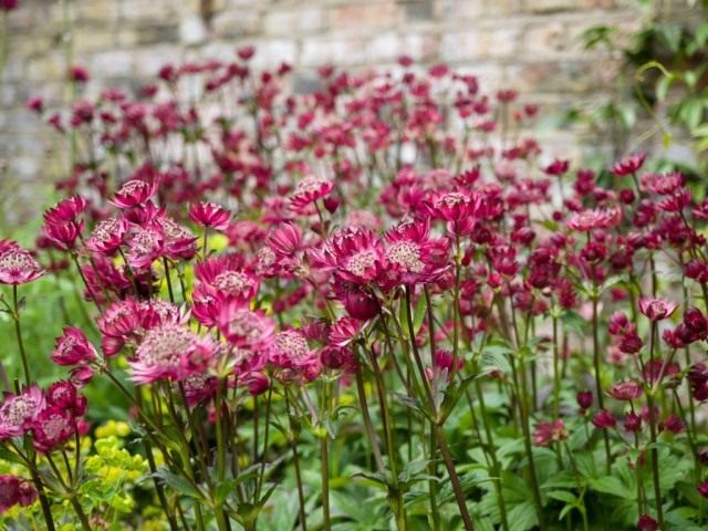 Астранция крупная, или Звездовка большая (Astrantia major) Астранция крупная, или Звездовка большая (Astrantia major)