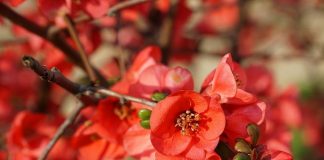 Хеномелес японская, или Айва японская низкая (Chaenomeles japonica)