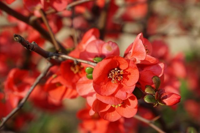 Хеномелес японская, или Айва японская низкая (Chaenomeles japonica) Хеномелес японская, или Айва японская низкая (Chaenomeles japonica)