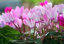 Цикламен (Cyclamen)