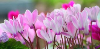 Цикламен (Cyclamen)