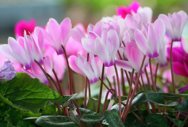 Цикламен (Cyclamen) Цикламен (Cyclamen)
