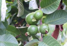 Гуава (Psidium guajava)