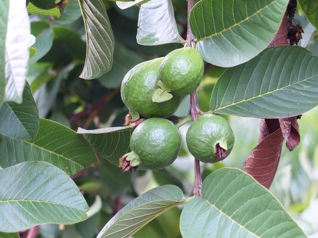 Гуава (Psidium guajava) Гуава (Psidium guajava)