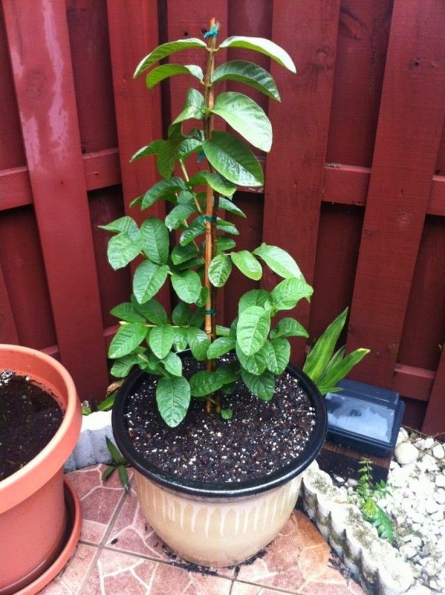 Гуава (Psidium guajava) Гуава (Psidium guajava)