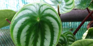 Пеперомия серебристая (Peperomia argyreia)