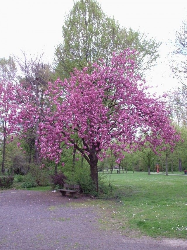 Сакура, или Вишня мелкопильчатая (Prunus serrulata) Сакура, или Вишня мелкопильчатая (Prunus serrulata)