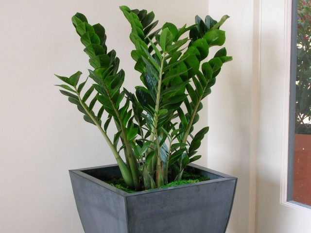 Замиокулькас (Zamioculcas) Замиокулькас (Zamioculcas)