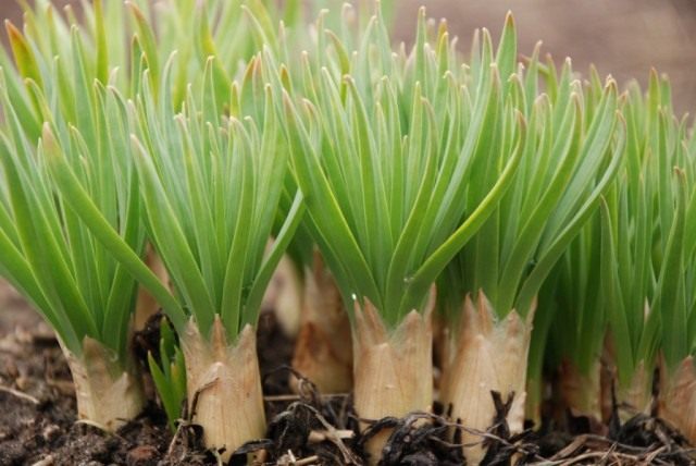Весенние проростки Эремуруса узколистного (Eremurus stenophyllus) Весенние проростки Эремуруса узколистного (Eremurus stenophyllus)