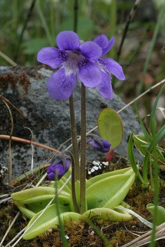 Жирянка обыкновенная (Butterwort)