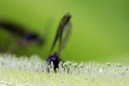 Жирянка обыкновенная (Butterwort) верхняя сторона листа покрытая многочисленными желёзками