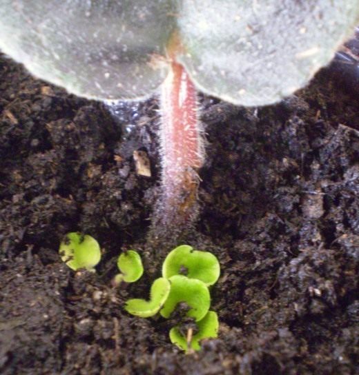Сенполия, Фиалка (African violet)