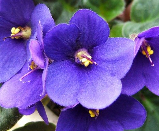 Сенполия, Фиалка (African violet)