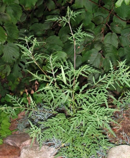 Амброзия голоколосая (Ambrosia psilostachya)