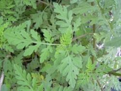 Амброзия полыннолистная (Ambrosia artemisiifolia)