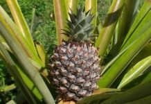 Ананас