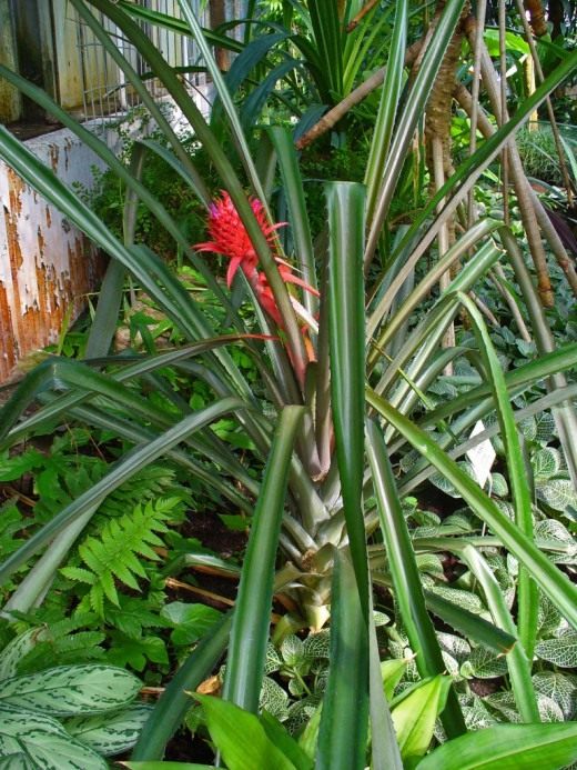 Ананас (Ananas)
