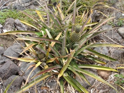 Ананас (Ananas)