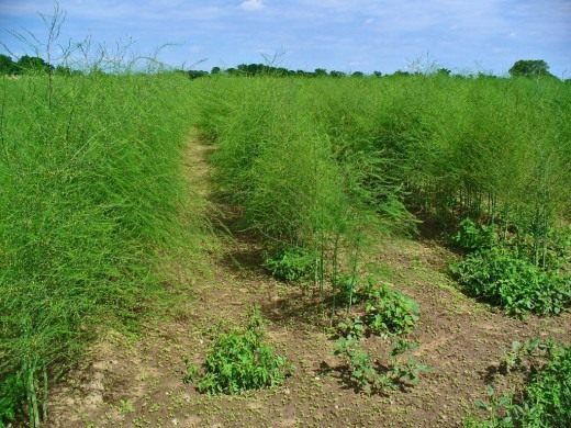 Спаржа, или Аспарагус (Asparagus)