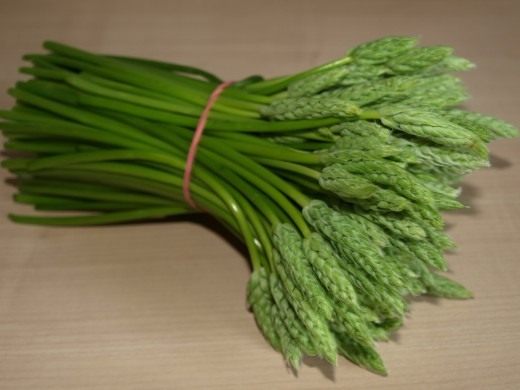 Спаржа, или Аспарагус (Asparagus)