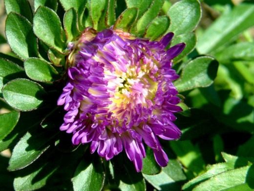 Астра садовая (Aster) Астра садовая (Aster)