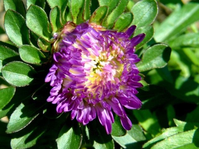 Астра садовая (Aster) Астра садовая (Aster)