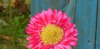 Астра садовая (Aster)