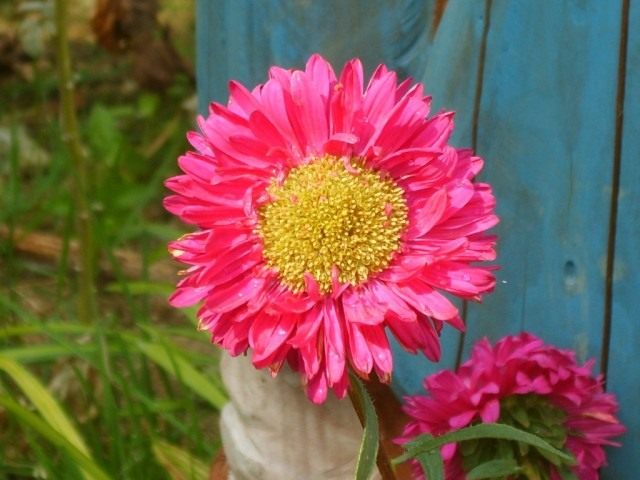 Астра садовая (Aster) Астра садовая (Aster)