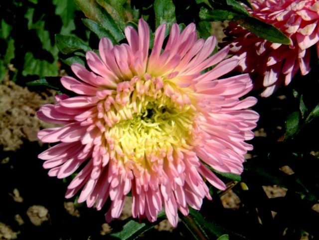 Астра садовая (Aster) Астра садовая (Aster)