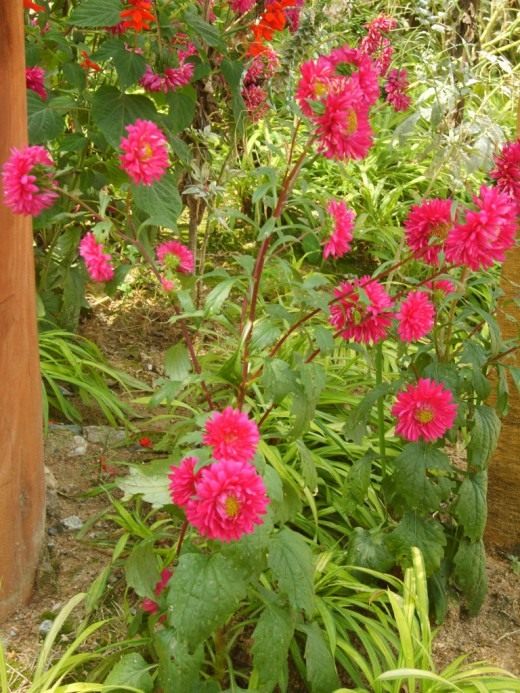 Астра садовая (Aster)