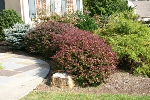Куст барбариса (Barberry bush)