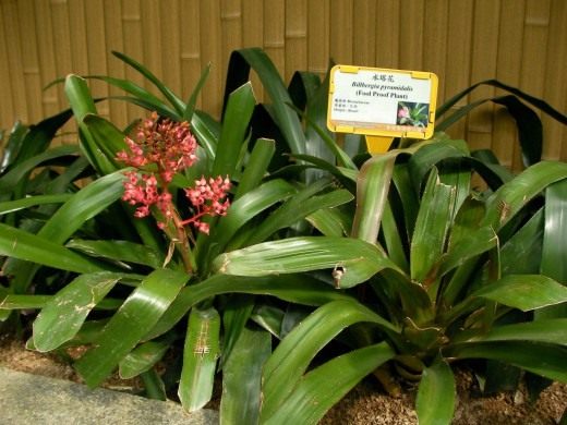 Бильбергия (Billbergia)
