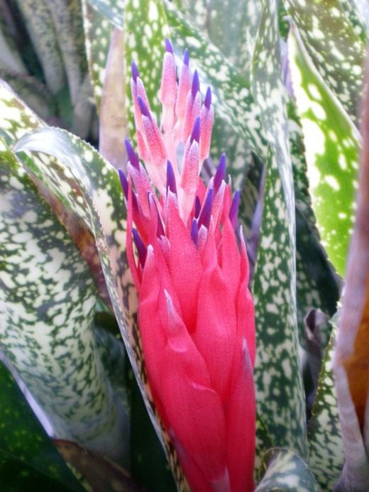 Бильбергия (Billbergia)