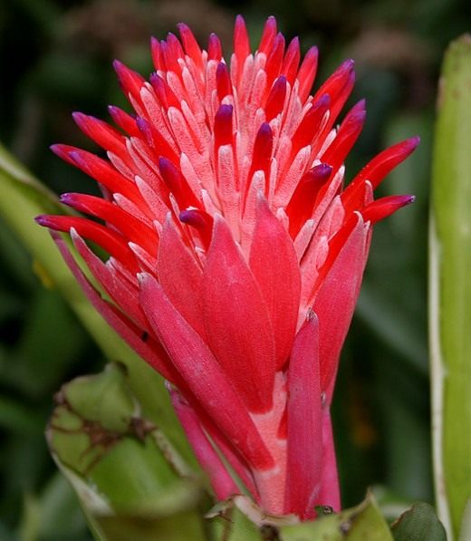 Бильбергия (Billbergia)