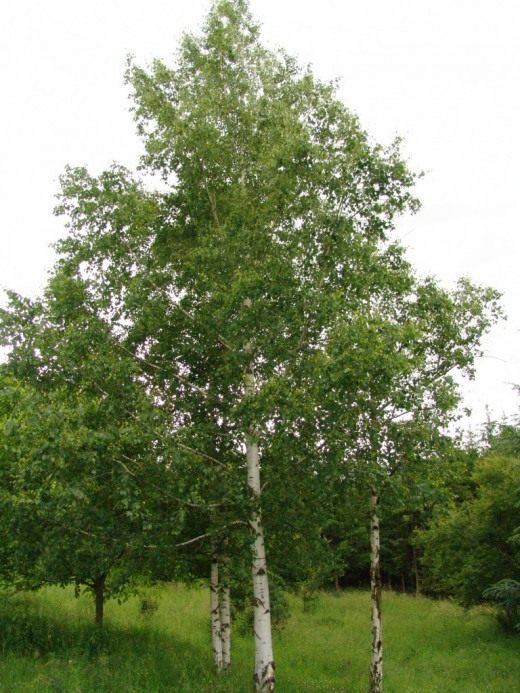 Берёза (Birch)
