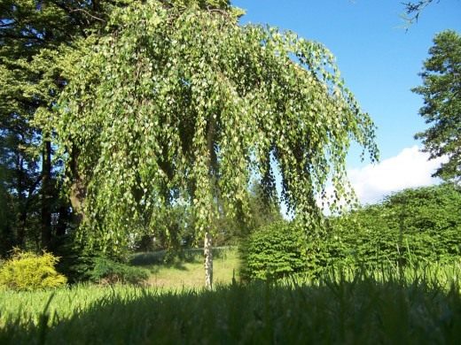 Берёза (Birch)