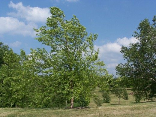 Берёза (Birch)