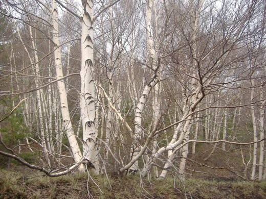 Берёза (Birch)