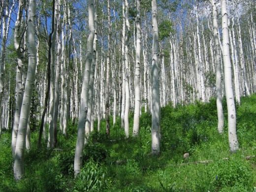 Берёза (Birch)
