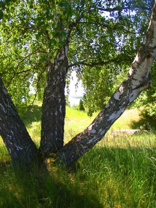 Берёза (Birch)