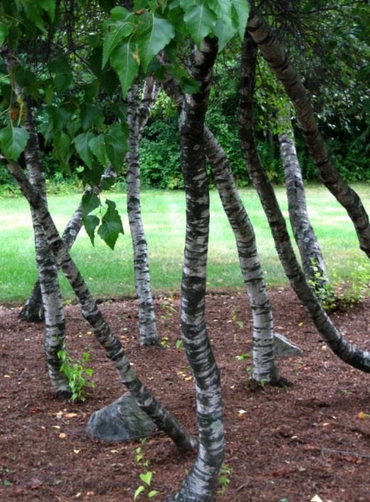 Берёза (Birch)
