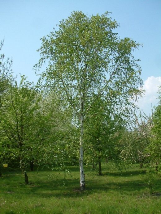 Берёза (Birch)